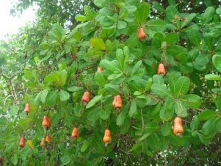 The Common Nigerian Trees, Their Botanical Names & Uses
