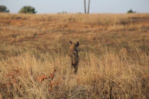 You should be able to see hyenas at the Mokolodi Nature Reserve.