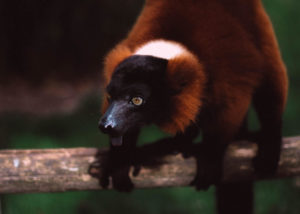 The red-ruffed lemur makes the forests of the Masoala National Park it's home.