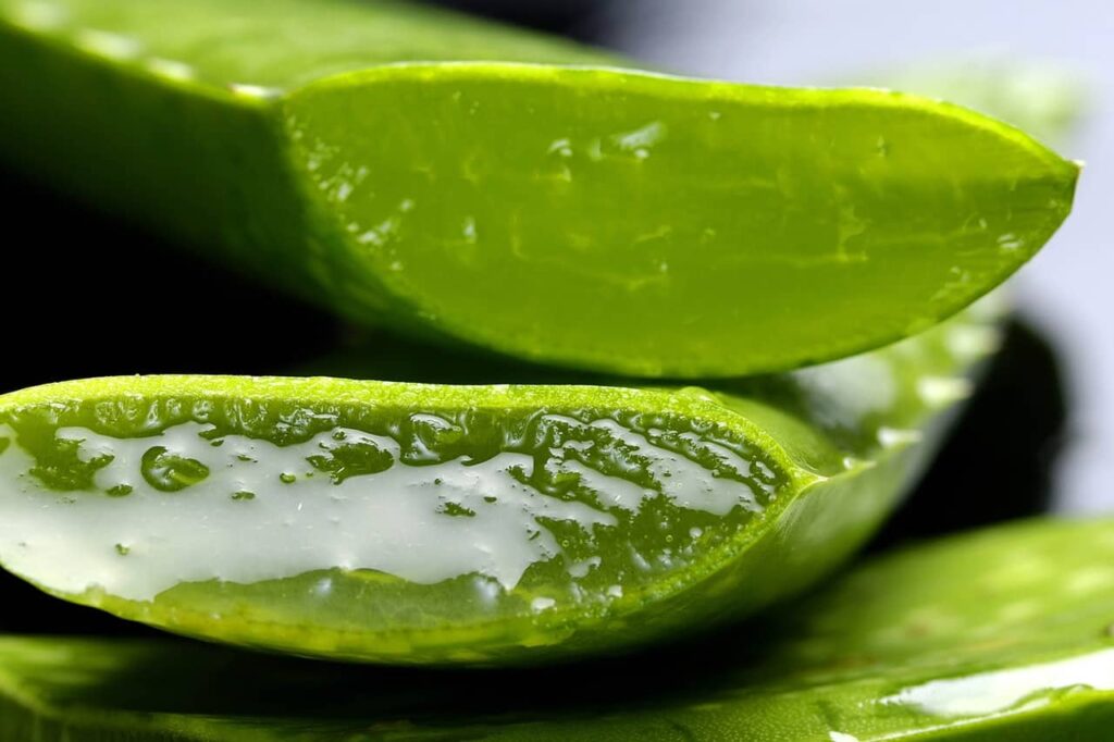 Aloe Vera; Historical Background, Health Benefits & Its Inherent Side Effects